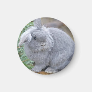 Cute grått-kanin magnet