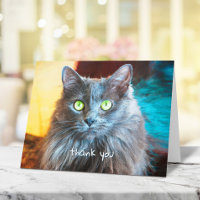 Cute grått-katt, enkel handskriven typografi, söt