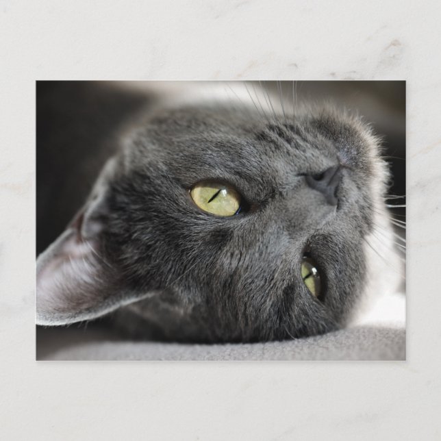 Cute grått-katt vykort (Framsida)