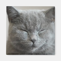Cute Grått Kattunge Ansikte Photo Magnet