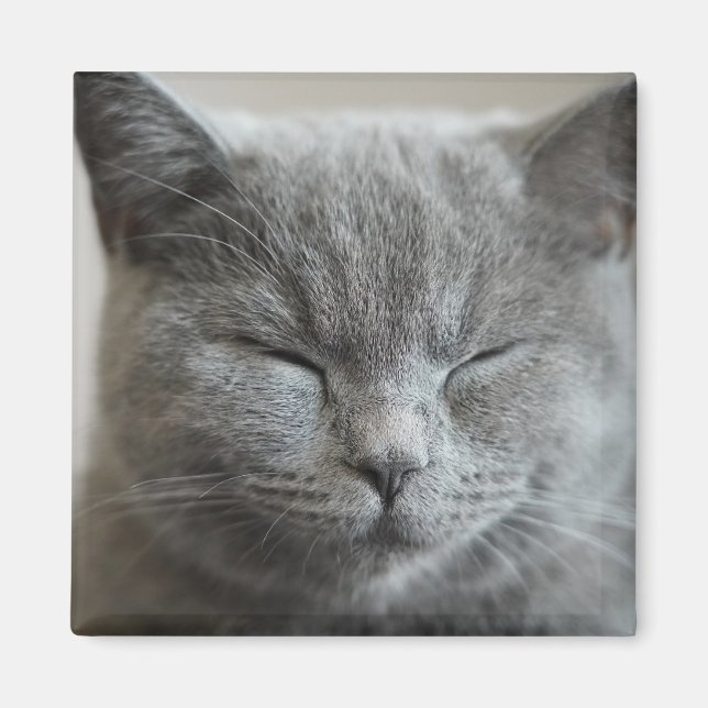 Cute Grått Kattunge Ansikte Photo Magnet (Framsidan)