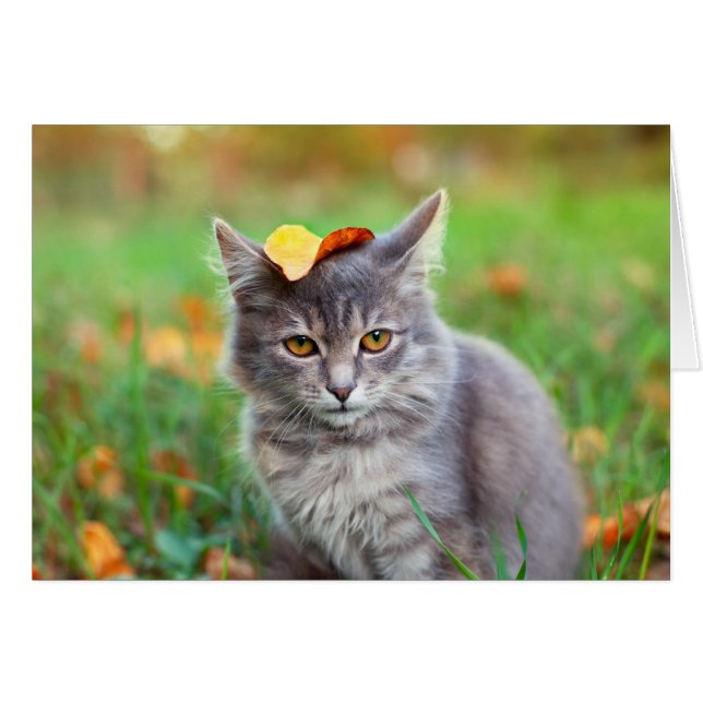 Cute Grått Kattunge med Löv på huvud Hälsningskort (Framsidan Horizontal)