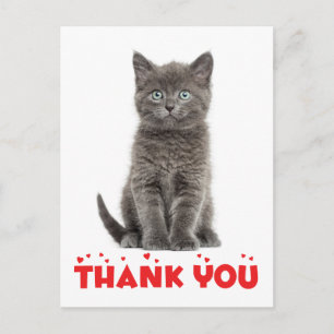 Cute Grått Kitten Tack Katt vykort för katt