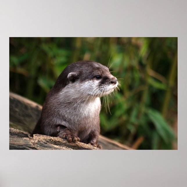 Cute grått poster (Framsidan)