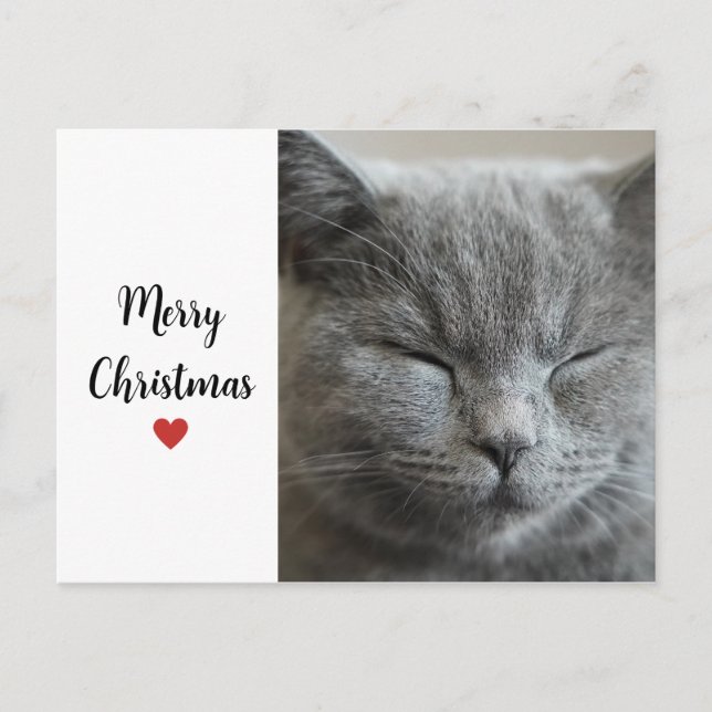 Cute Grått Sömnig Cat Chritsmas Helgdag Kärlek Helg Vykort (Framsida)
