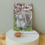 Cute Grått Squirrel Funny Birthday Kort<br><div class="desc">För naturen älskare! Lustigt,  djurmatat födelsedagskort för allt som innehåller fotobilden av en söt Grått-ekorre med ett humoristiskt invändigt hälsning-kort. Markera kortet avsluta stil.</div>