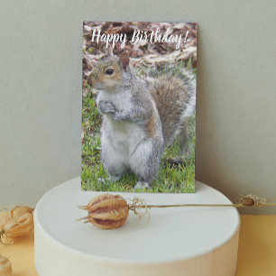 Cute Grått Squirrel Funny Birthday Kort