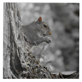 Cute Grått Squirrel Kakelplatta
