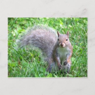 Cute Grått Squirrel Vykort