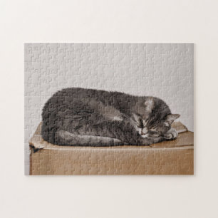 Cute Grått Tabby katt som lämnar boxen Pussel