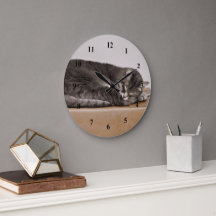 Cute Grått Tabby katt som lämnar boxen