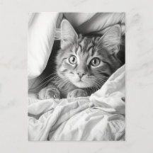 Cute Grått Tabby katt
