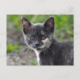 Cute Grått Tortoiseshell Cat Photo Vykort