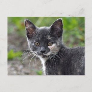Cute Grått Tortoiseshell Cat Photo Vykort