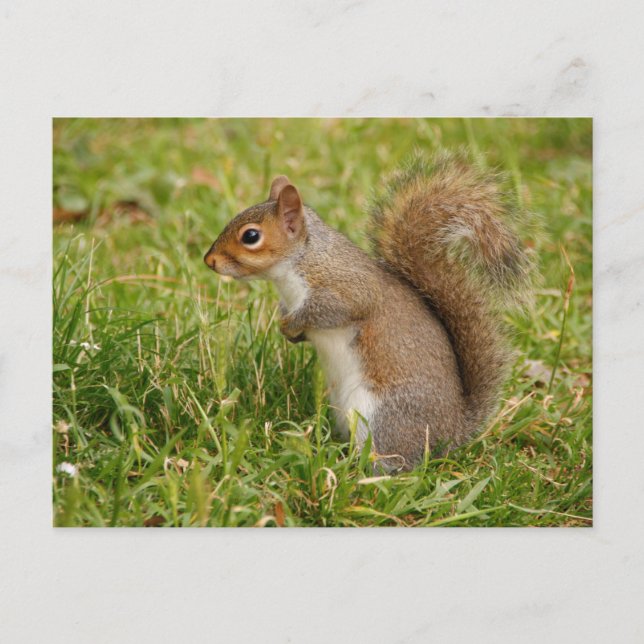 Cute Gray Squirrel Postcard Vykort (Framsida)