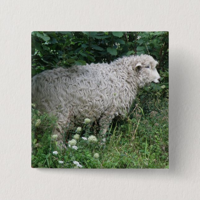 Cute Greedy Sheep Eating Button Knapp (Framsida)