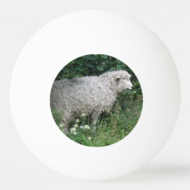 Cute Greedy Sheep Eating Ping Pong Boll (Framsidan)