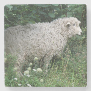Cute Greedy Sheep Eating Stone Underlägg Sten