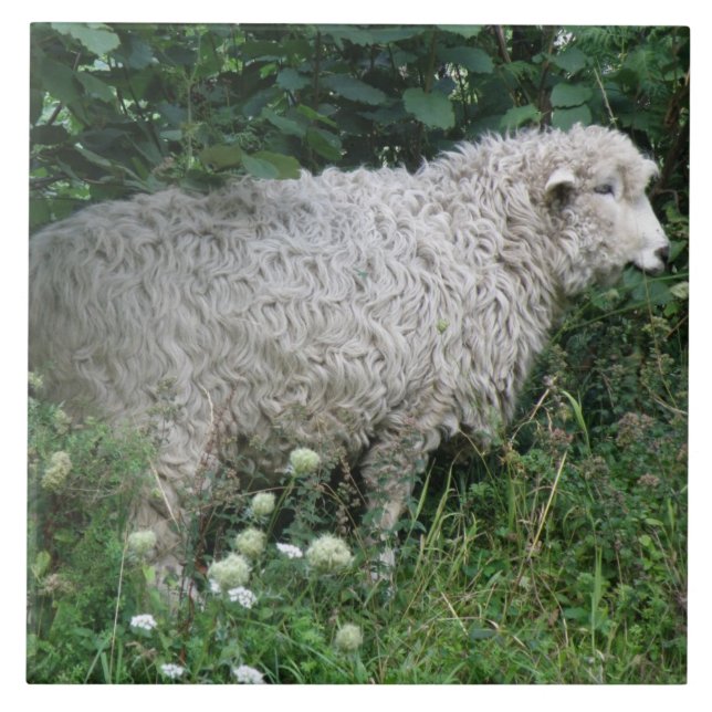 Cute Greedy Sheep Eating Tile Kakelplatta (Framsidan)