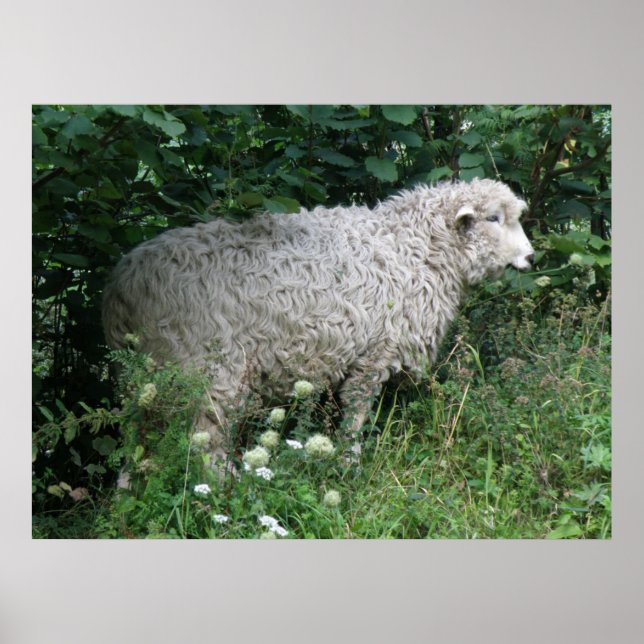 Cute Greedy Sheep EE Skriv ut Poster (Framsidan)