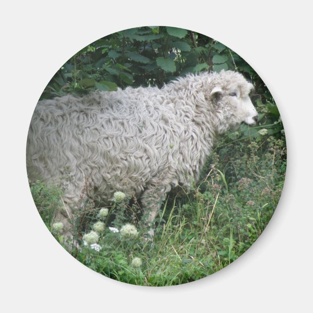 Cute Greedy Sheep EEG Magnet (Framsidan)