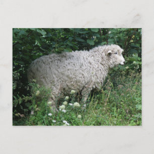 Cute Greedy Sheep España Postcard Vykort