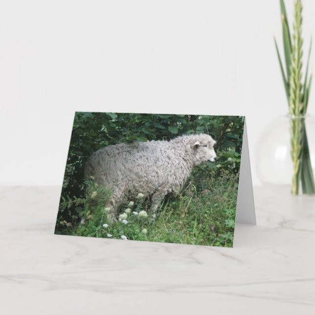 Cute Greedy Sheep Etteting Greeting Card Kort (Framsida)