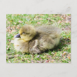 Cute Greylag Gosling Vykort