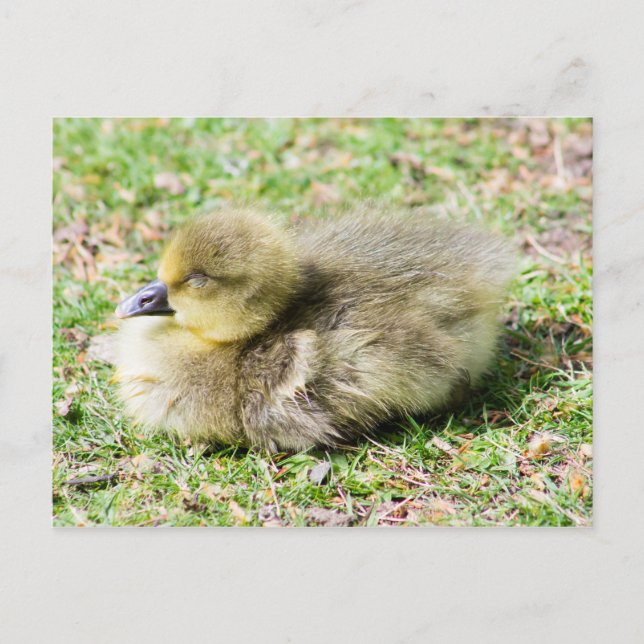 Cute Greylag Gosling Vykort (Framsida)