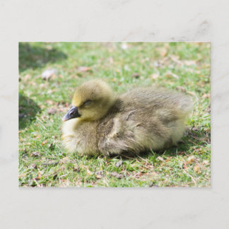 Cute Greylag Gosling Vykort