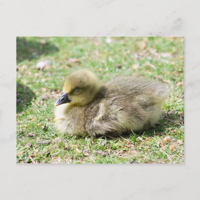 Cute Greylag Gosling Vykort (Framsida)
