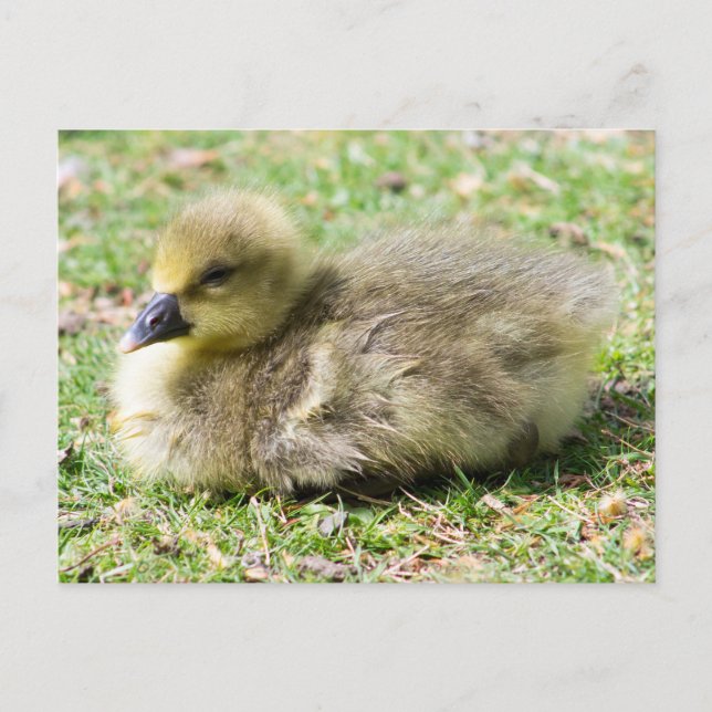 Cute Greylag Gosling Vykort (Framsida)