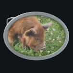CUTE GRIS<br><div class="desc">En fotografisk design av en mycket söt kunekune gris.</div>