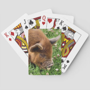CUTE GRIS CASINOKORT