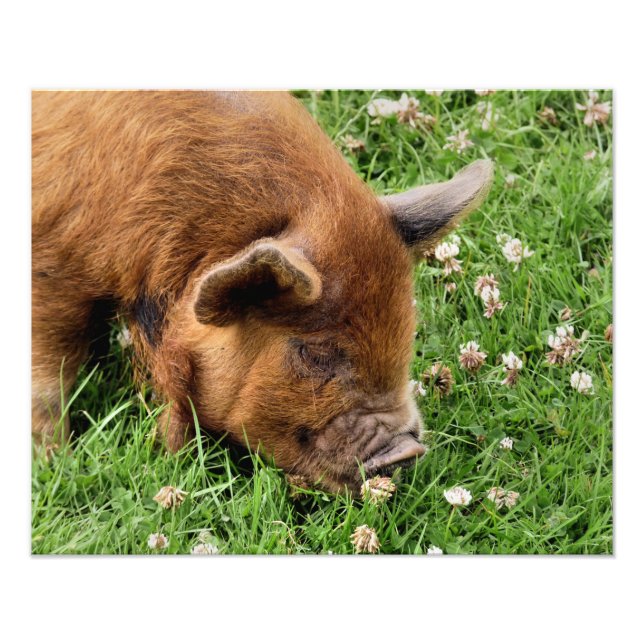 CUTE GRIS FOTOTRYCK (Framsidan)