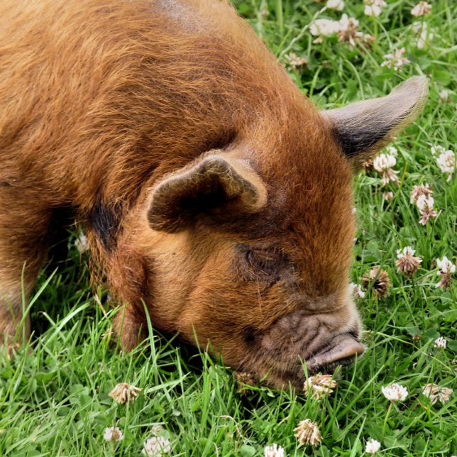 CUTE GRIS FOTOTRYCK (A photographic design of a very cute kunekune pig.)