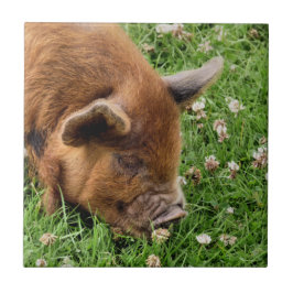 CUTE GRIS KAKELPLATTA