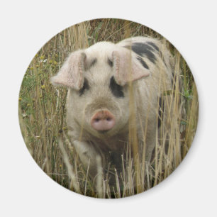 Cute Gris Magnet