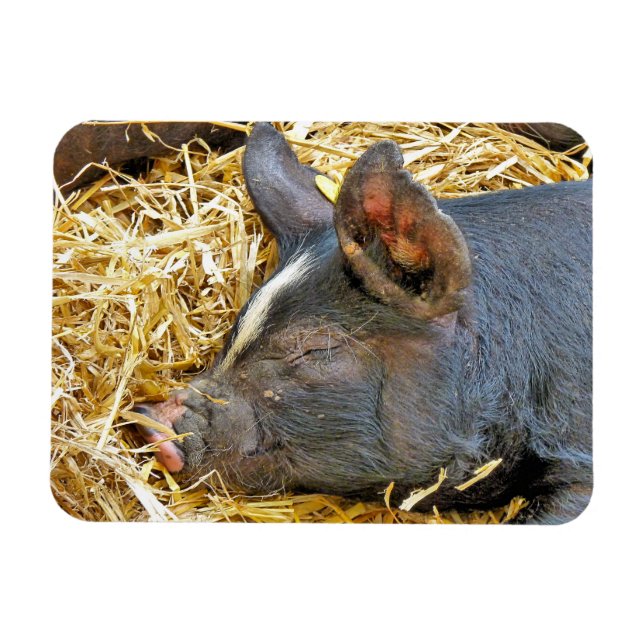 CUTE GRIS MAGNET (Horisontell)