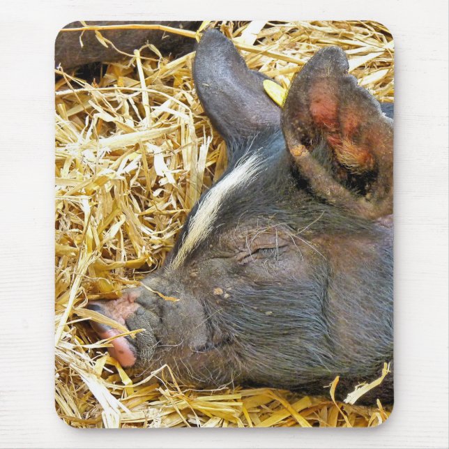 CUTE GRIS MUSMATTA (Framsidan)