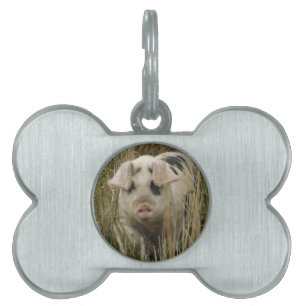 Cute Gris Pet-tagg ID-bricka Husdjur