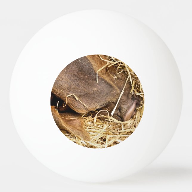 CUTE GRIS PINGISBOLL (Framsidan)