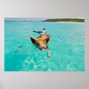 Cute gris simmar i vatten poster