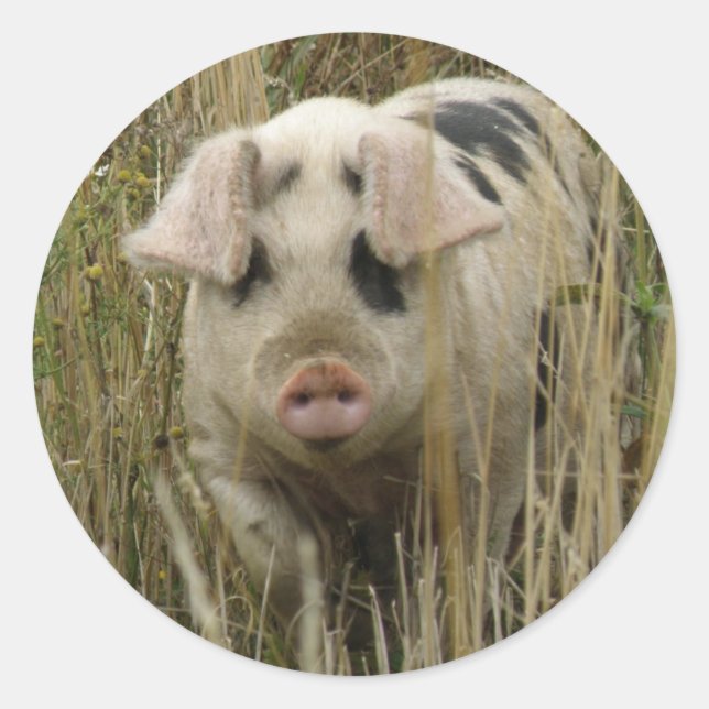 Cute Gris Sticker Runt Klistermärke (Framsida)