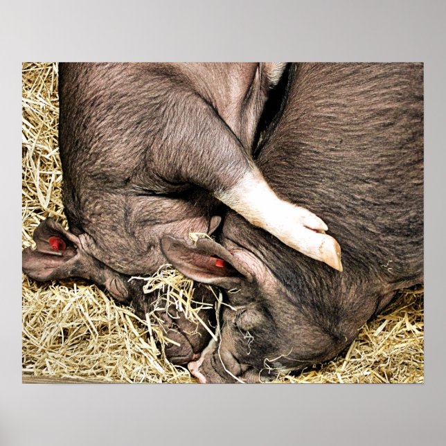 CUTE GRISAR POSTER (Framsidan)