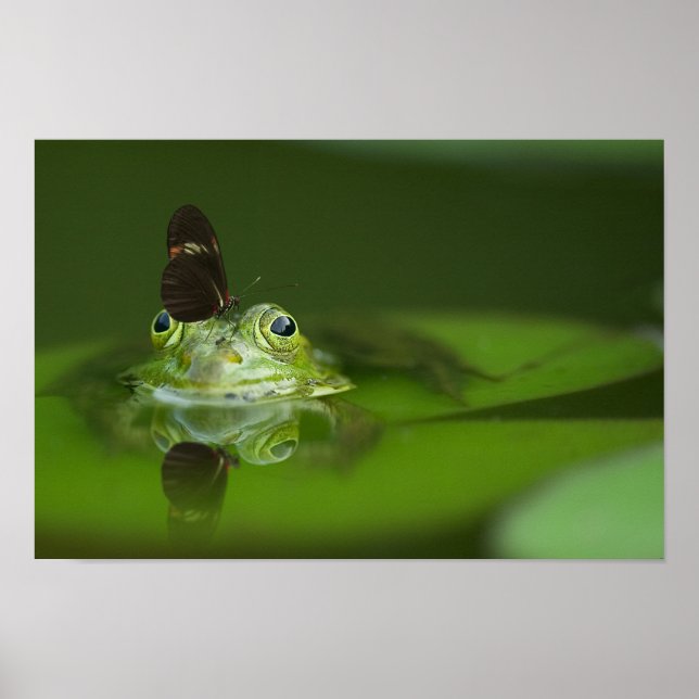 Cute groda med Butterfly på näsan Poster (Framsidan)