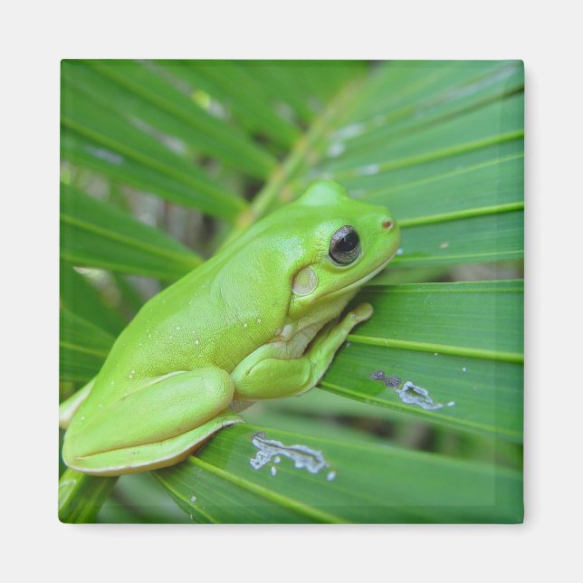Cute Grönt Candid Frog Löv vid Handflatan Magnet (Framsidan)