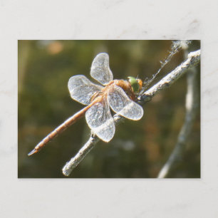 Cute Grönt Eyed Hawker Dragonfly DIY Postcard Vykort
