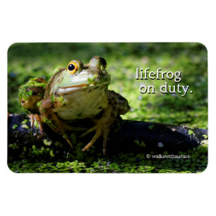 Cute Grönt Frog Strejkor a Pose på Hose Magnet