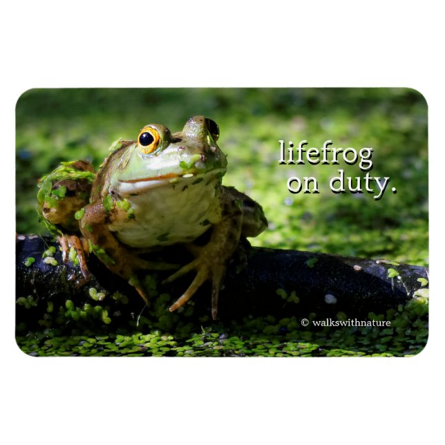 Cute Grönt Frog Strejkor a Pose på Hose Magnet (Horisontell)